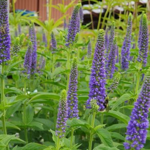 Veronica longifolia FIRST GLORY 'Allord'. <br/>renpris