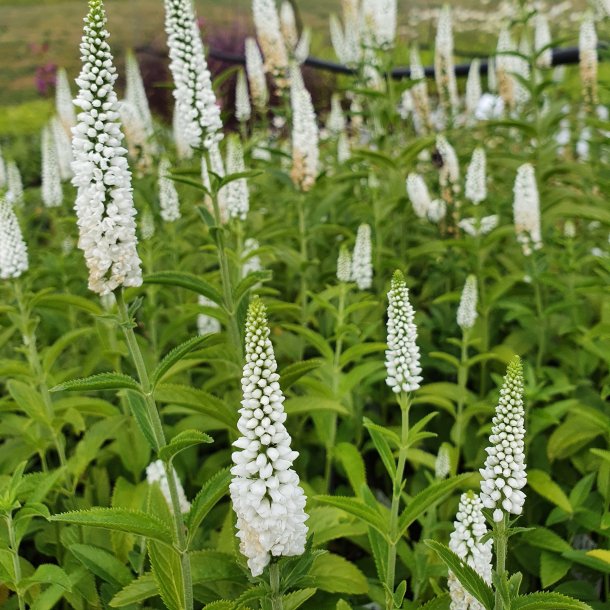 Veronica longifolia FIRST LADY 'Alllady'. <br/>renpris