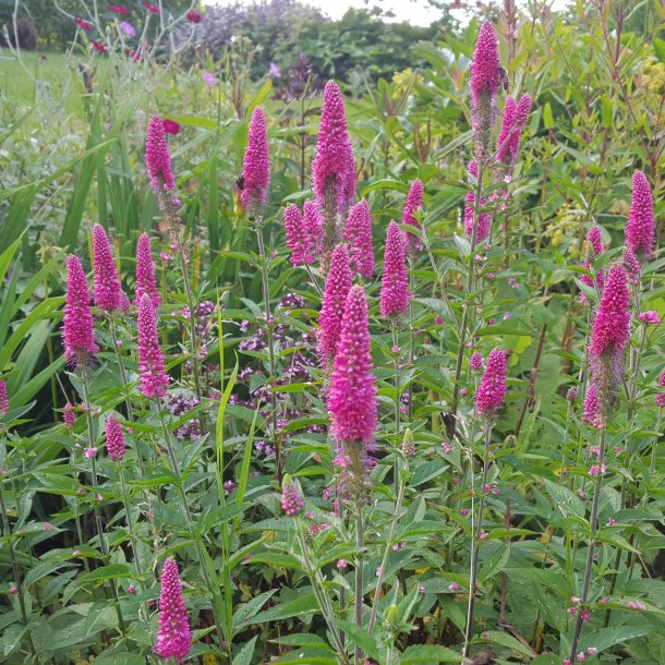 Veronica longifolia FIRST LOVE 'Alllove'. <br/>renpris