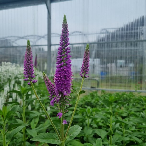 Veronica longifolia FIRST MATCH 'Allvglove'. <br/>renpris