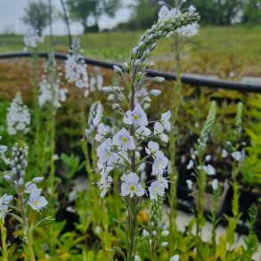 Veronica gentianoides. <br/>�renpris