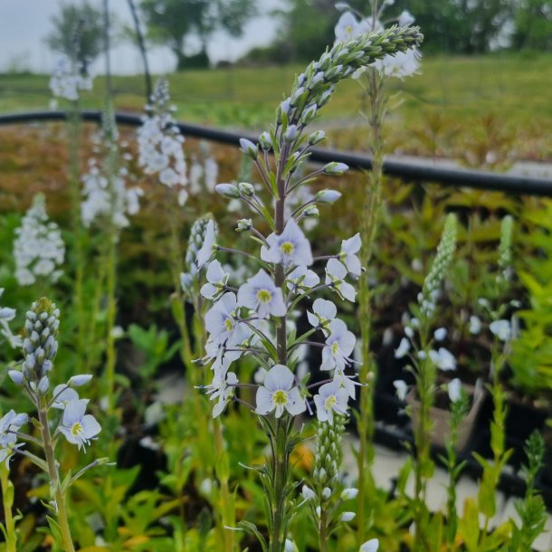 Veronica gentianoides. <br/>�renpris