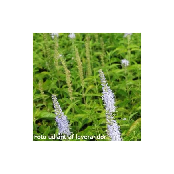 Veronica longifolia 'Lilac Fantasy'. <br/>renpris