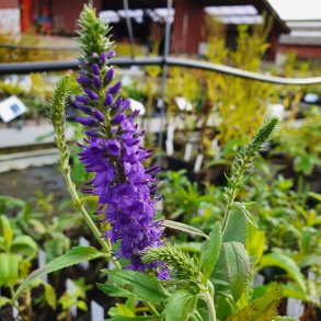 Veronica longifolia. <br/>renpris