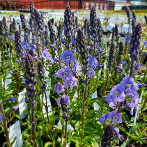 Veronica gentianoides 'Maihimmel'. <br/>�renpris