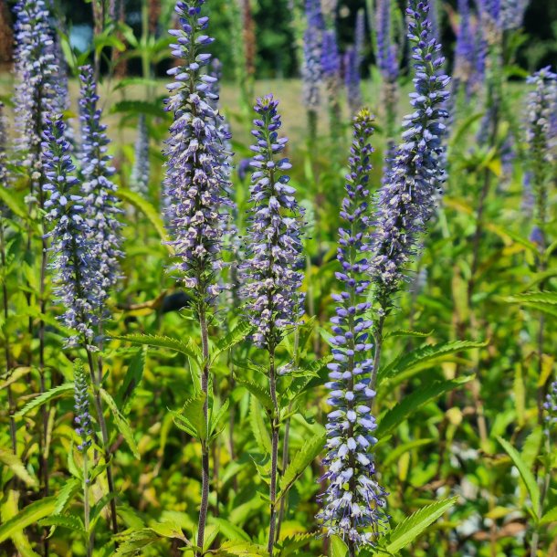 Veronica spicata JS 'Mostenveld'. <br/>�renpris