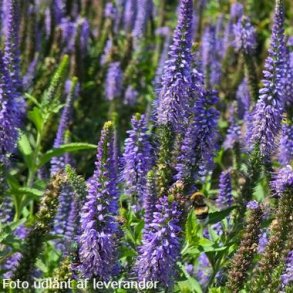 Veronica spicata JS 'Mostenveld'. <br/>�renpris