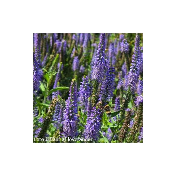 Veronica spicata JS 'Mostenveld'. <br/>�renpris