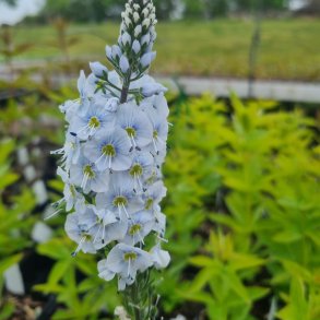 Veronica gentianoides 'Pallida'. <br/>�renpris