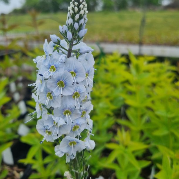 Veronica gentianoides 'Pallida'. <br/>�renpris