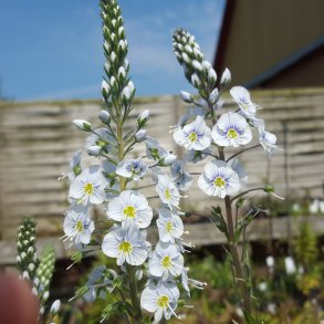 Veronica gentianoides 'Pallida'. <br/>�renpris