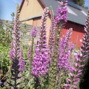 Veronica 'Eveline'. <br/>�renpris
