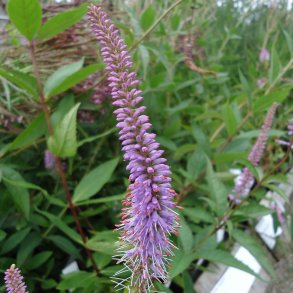 Veronicastrum virginicum 'Fascination'. <br/>Virginsk renpris