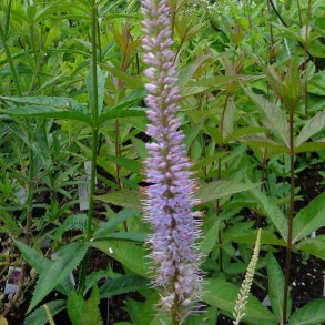 Veronicastrum virginicum 'Lavendelturm'.<br/>Virginsk renpris