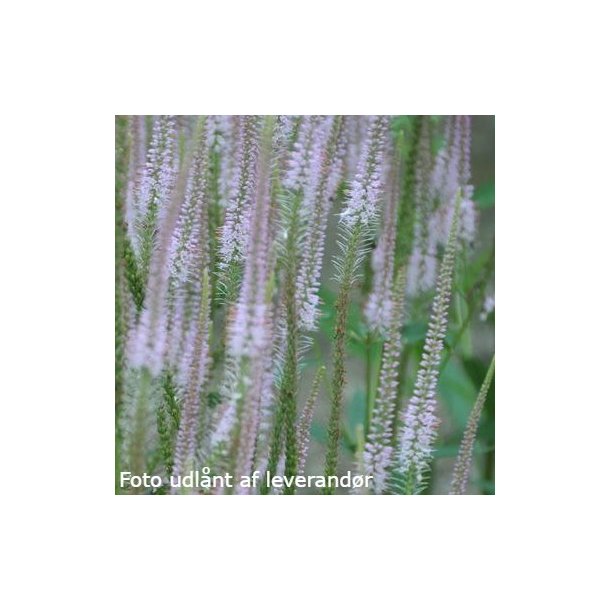 Veronicastrum virginicum 'Miss World'. <br/>Virginsk renpris