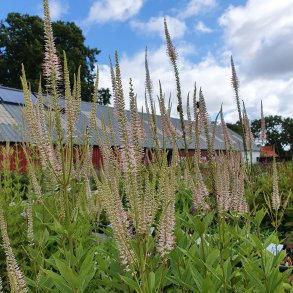 Veronicastrum virginicum f. roseum 'Pink Glow'. <br/>Virginsk renpris