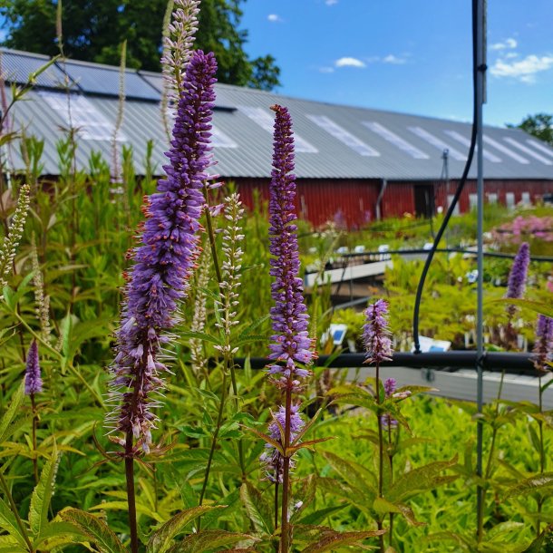 Veronicastrum 'Red Arrows'. <br/>Virginsk renpris