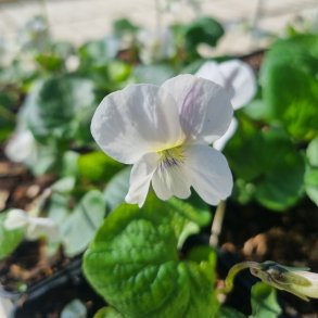 Viola sororia 'Albiflora'. <br/>Viol