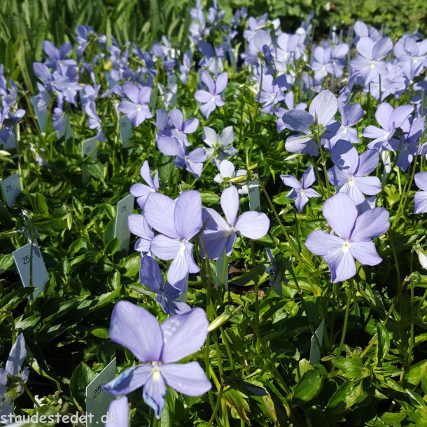 Viola cornuta 'Boughton Blue'. <br/>Hornviol