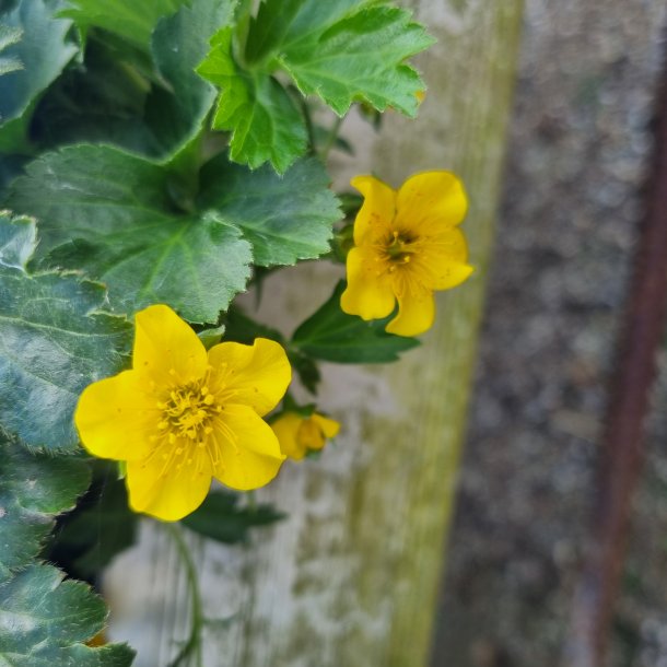 Waldsteinia ternata. <br/>Guldjordbr